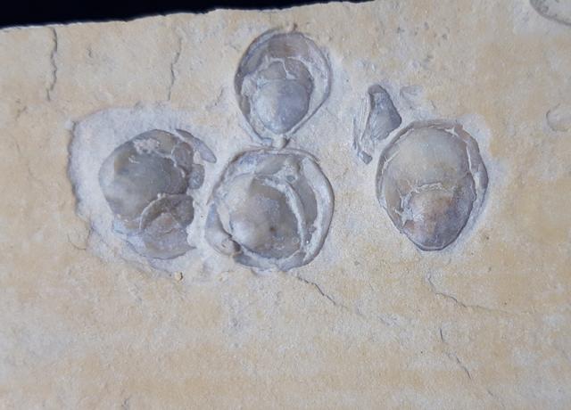 Terebratula sp. MUELLER 1776 - Bild &copy; FossNet FossilienStore